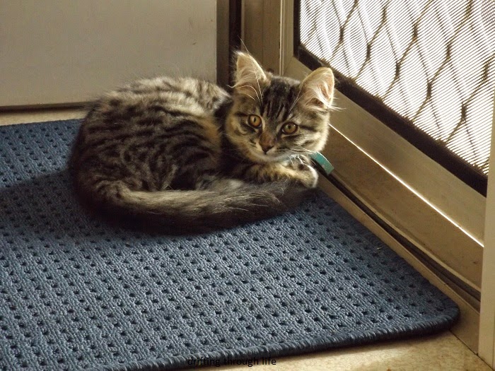 Ratio Juris The cat is on the mat.