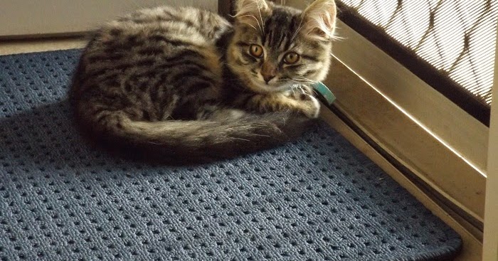 cat mat