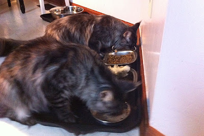 7 months maine coon cats eating