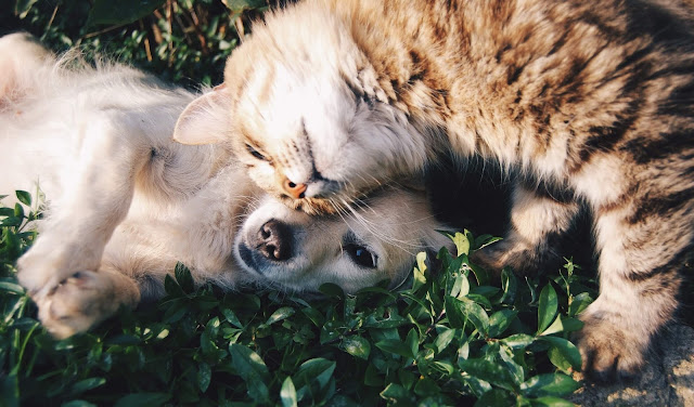 gato y perro tiernos
