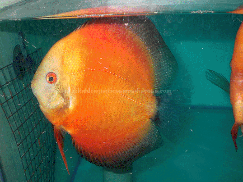 discus, flowerhorn, discus fish food, discus fish breeder, best discus