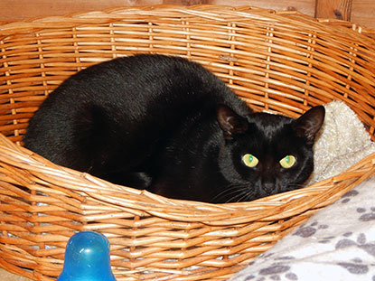 Can you offer a black cat a home? Black cat Frizzle needs a home