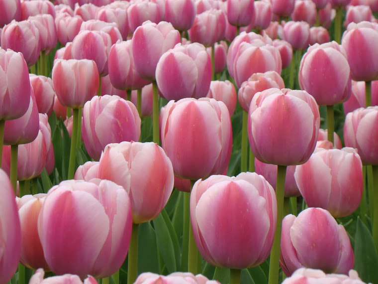 LOVELY PINK TULIPS