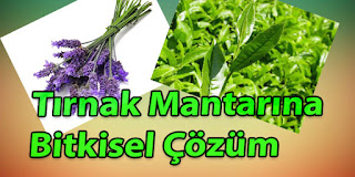 tırnak mantarına bitkisel çözüm mantarın tedavisi