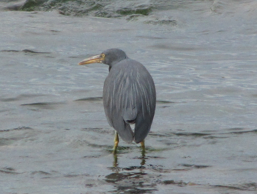 Explore and Discover Nature Endangered Reef Herons reporting sightings