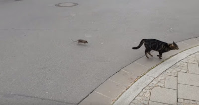 Rata persiguiendo a un gato