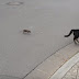 Rata persiguiendo a un gato