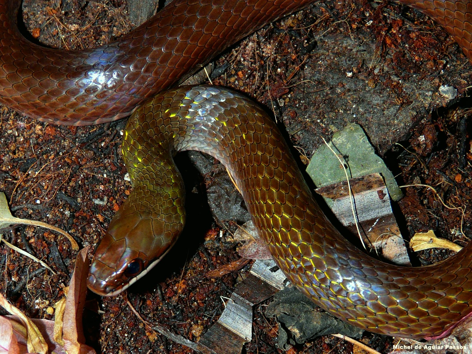 Herpetolife (Inicio) Erythrolamprus reginae macrosoma (Amaral, 1936)