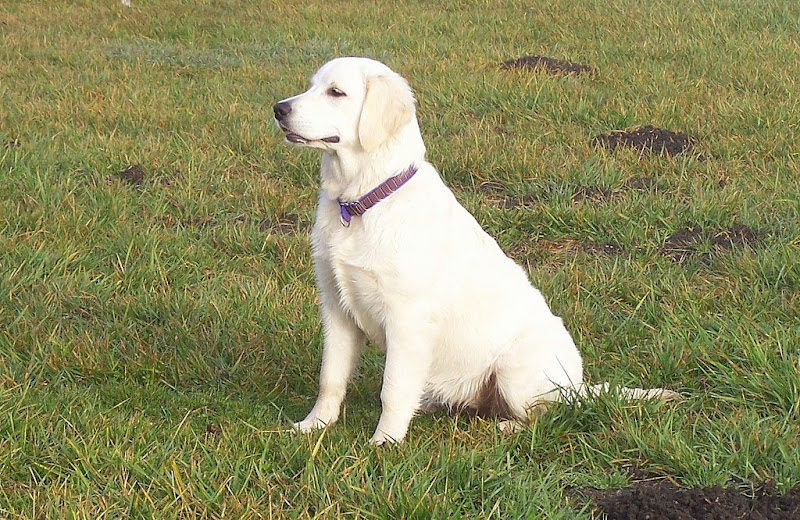 white colored golden retriever puppy sitting on the grass, looking very clean and docile