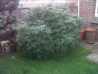 elderly couple tended cannabis plant assumed it was a shrub not facing charges