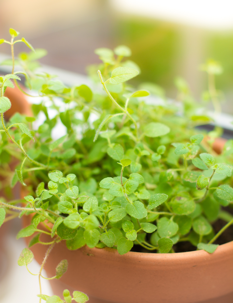 Oregano tree