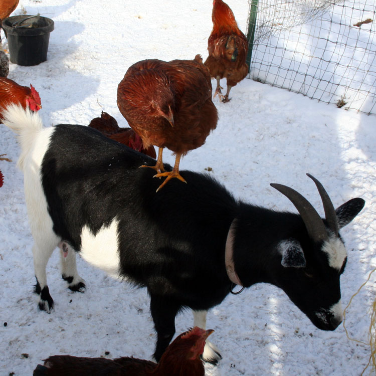 The Maaaaa of Pricilla Stupid Chickens Can't Take Direction