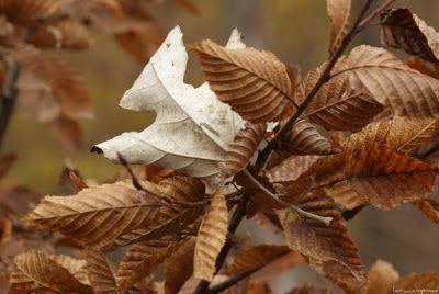 poze_toamna_autumn_l'automne_Herbst_otoño_ősz_φθινόπωρο_imagini