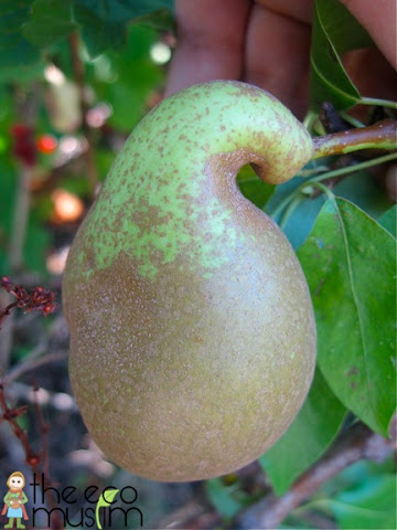 pears recipe conference bio history british organic muslim
