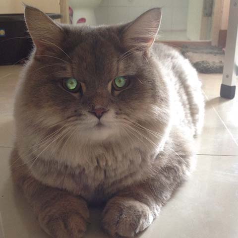 bone bone, cat, cute cat, funny cat, fat cat bone bone, cat, cute cat, funny cat, fat cat