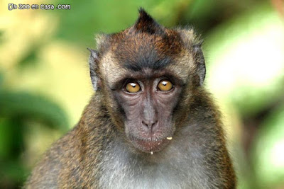 Macaca fascicularis philippensis - Philippine long-tailed macaque