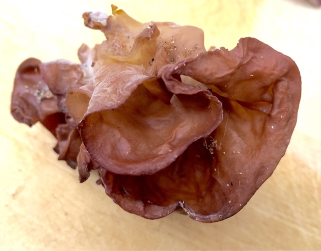 The Foraged Foodie The edible and medicinal wood ear mushroom