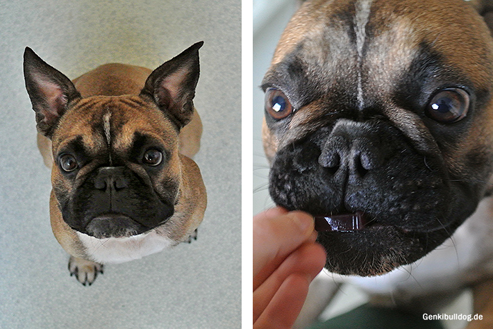 Fruchtgummi Rezept für Hunde Fruchtgummi Rezept für Hunde