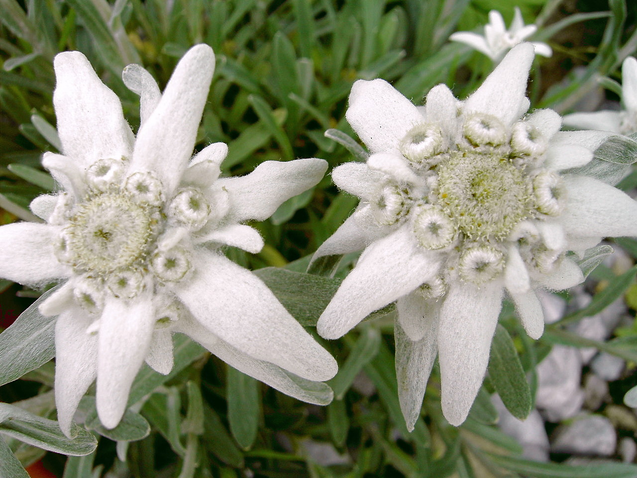 Kliping Tumbuhan Flora di Indonesia Yang Hampir Punah 