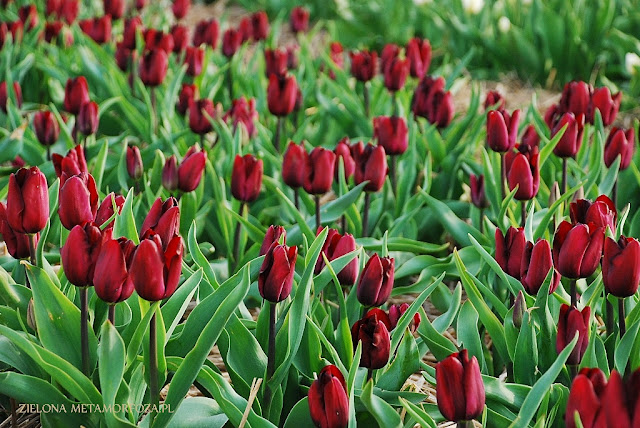tulipanowe pola, tulipanowe hurtownie, Chrzypsko Wielkie, Zielona Metamorfoza.pl