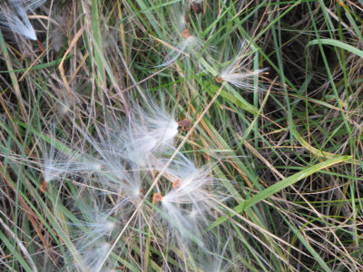 milkweed seeds in grass