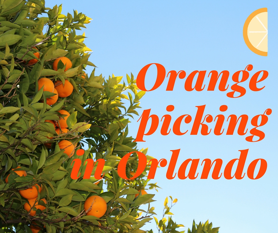 Orange picking in Orlando the piripiri lexicon