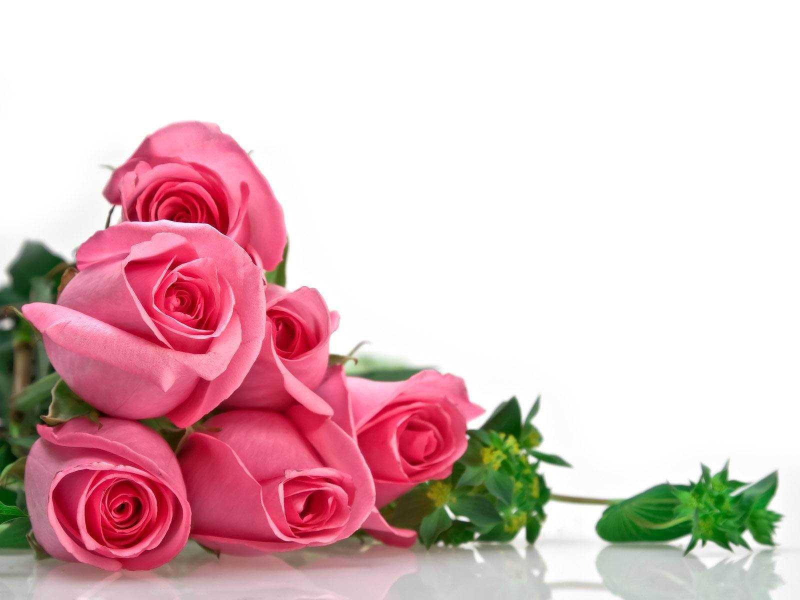 rose day quotes 2016 rose day quotes, rose day