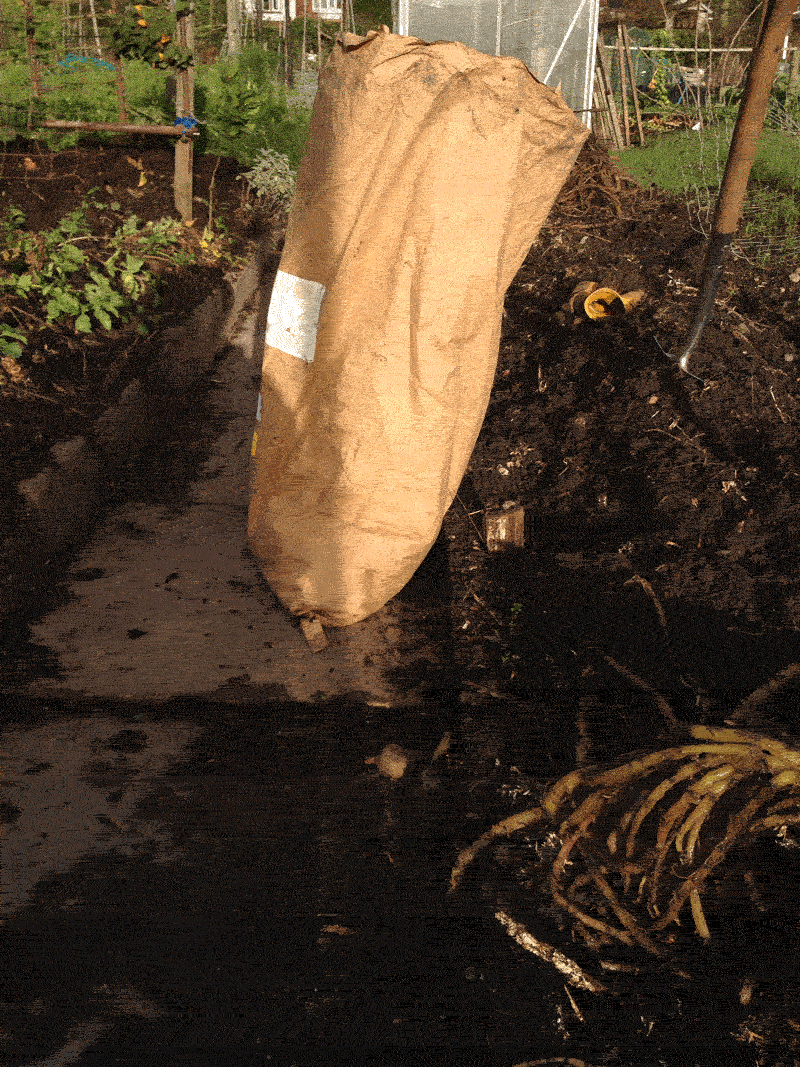 Allotment Garden Harvesting oca and sieving the compost.