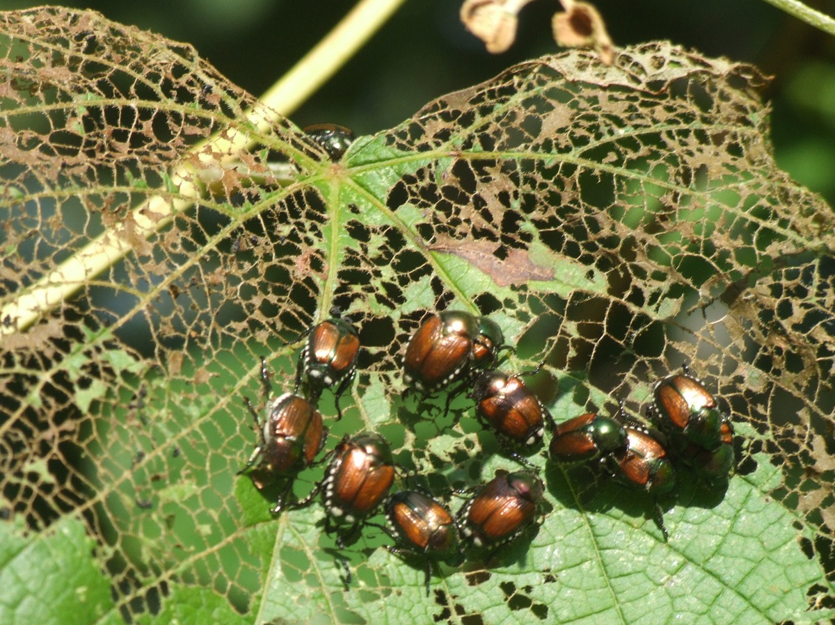 Springfield Plateau Japanese Beetles