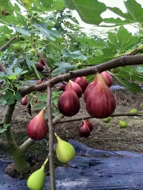 Giống sung Mỹ cho trái quanh năm - 2