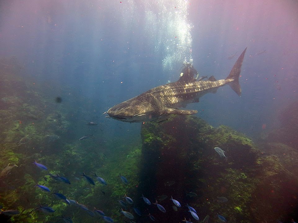 Best Snorkeling Phuket Islands Best Snorkeling Phuket Islands