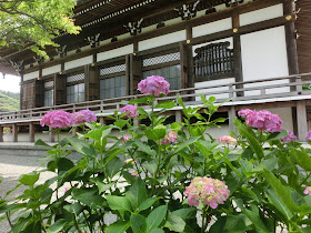 本覚寺のアジサイ