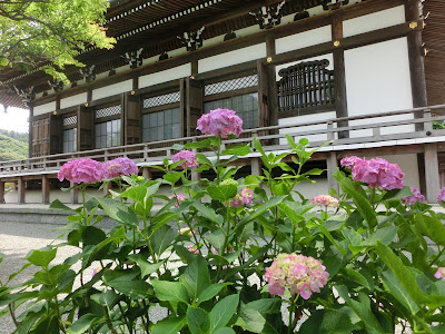 本覚寺のアジサイ