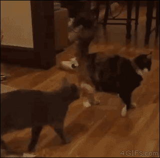 Funny cats - part 200, funny cat gif, best cat gifs, best cute cats, adorable cats