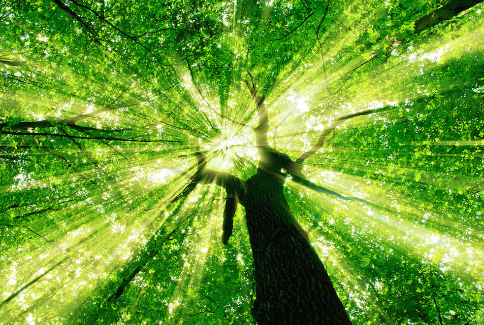 Будет иметь свет жизни. Энергия природы. Зеленого света по жизни. Свет жизни. Свет жизни (2022.