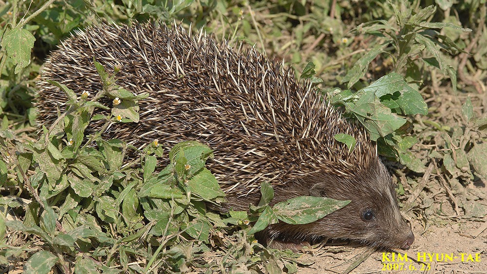 アムールハリネズミは重症熱性血小板減少症候群を引き起こすマダニが付いているかも知れない特定外来生物だ