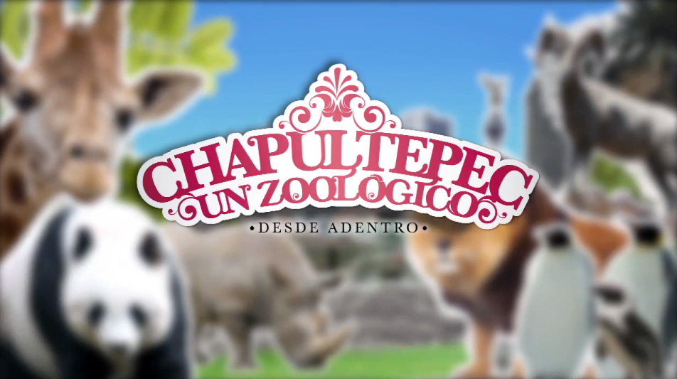 Chapultepec un zoológico desde adentro TVCinews Chapultepec un zoológico desde adentro TVCinews