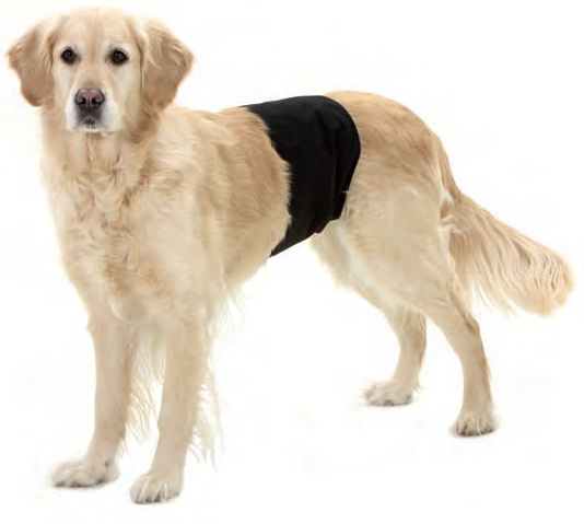 Dog Bladder Infection Home Remedy Dog Bladder Infection Home Remedy