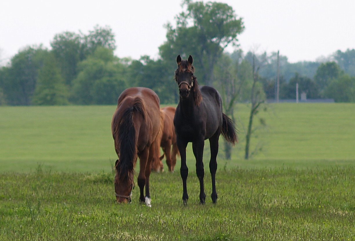 Shenandoah River, Blue Riidge Mountains and Northern Virginia Horse