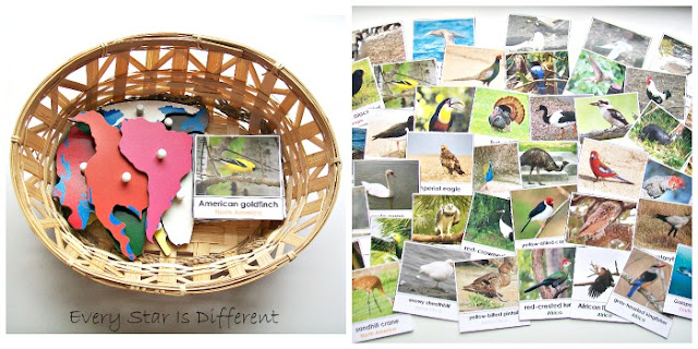 Montessori Bird Sorting by Continenty Activity (Free Printable)