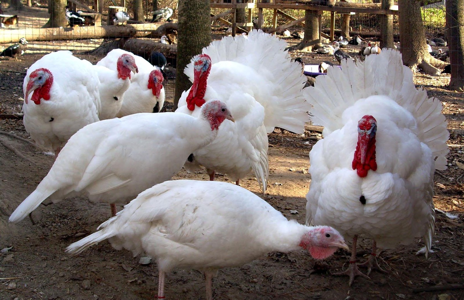 Порода индюков хайбрид описание. Индюшата биг 6. Хайбрид кросс индюки. Порода индюков хайбрид описание. Хайбрид кросс индюки.