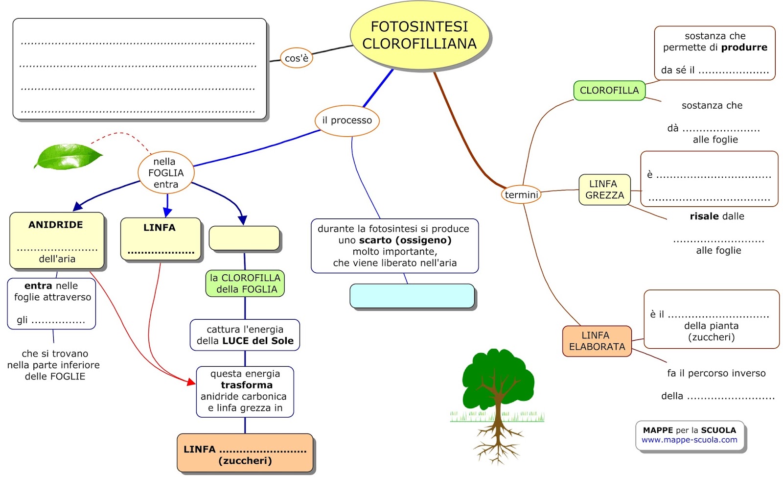 Mappe Per La Scuola La Fotosintesi Clorofilliana Cos E La Clorofilla