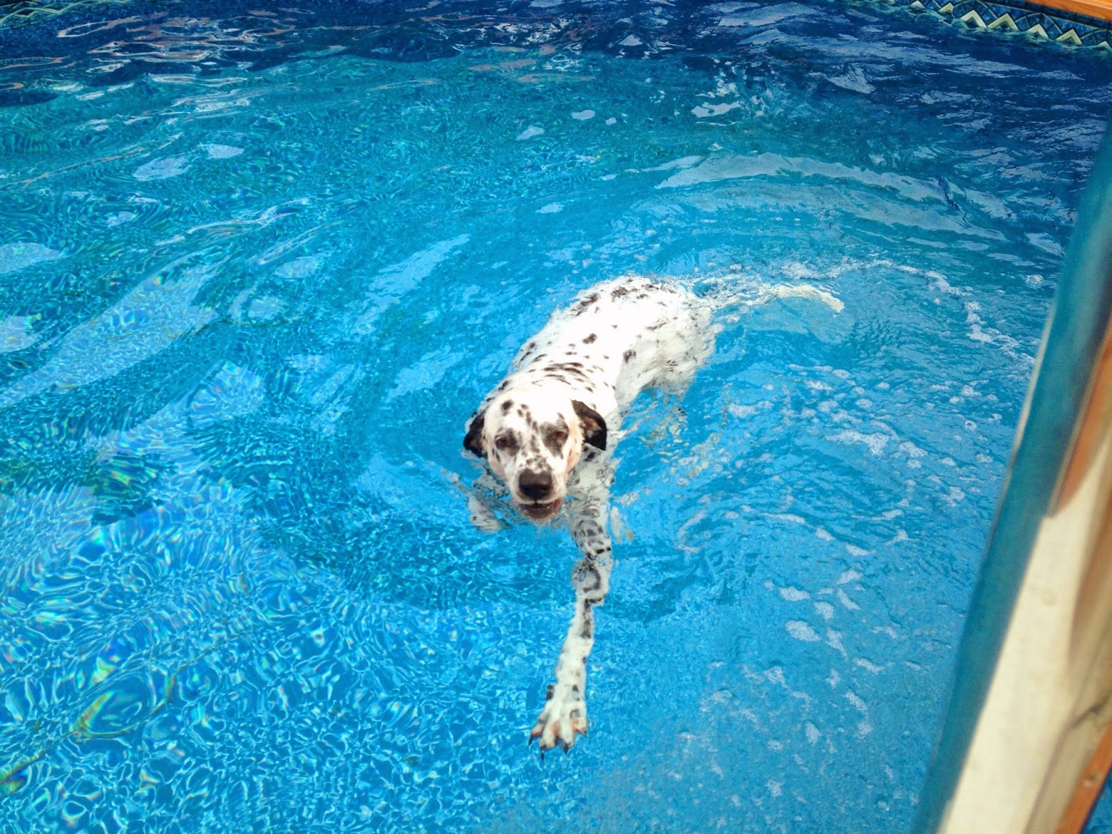 Die Alltagsgourmets Mein Hund ist ein Fischotter