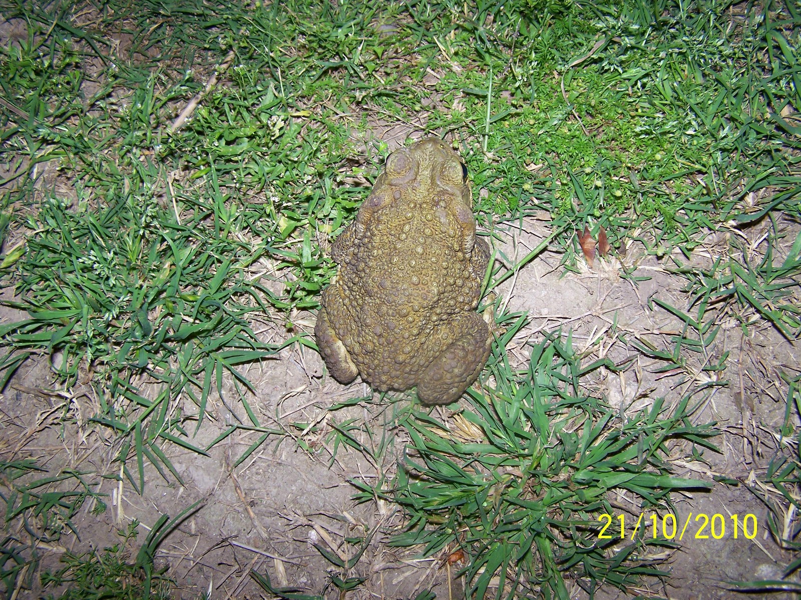 Anfibios de Ucacha Amphibian Ucacha Rhinella arenarum (Hensel, 1867