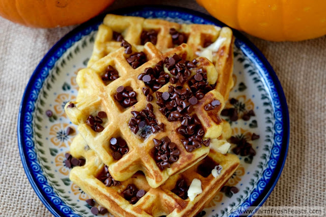 Tender pumpkin waffles made with pumpkin spice eggnog, with chocolate chips inside and out.