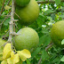 Health Benefits for Maja or Bael Fruit