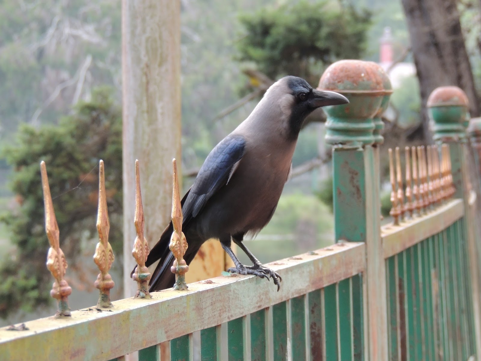 Dera's biodiversity House Crow