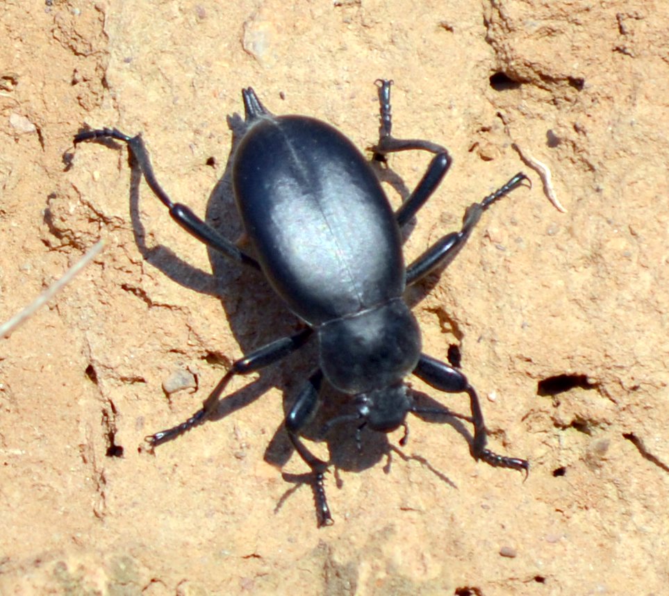BIOMONCAYO: Blaps lusitanica Herbst