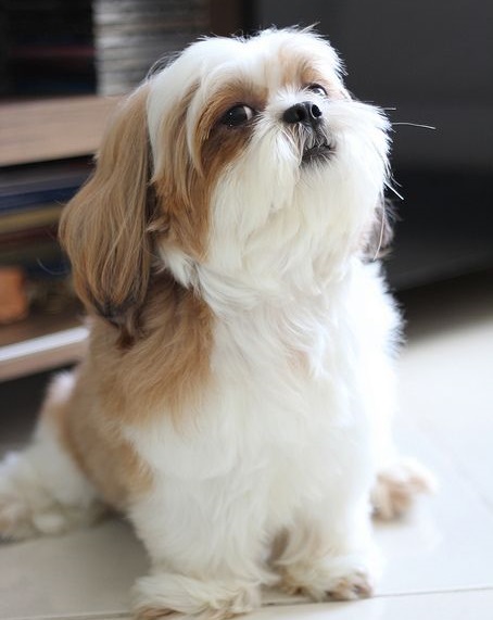 10 razões que os Shih Tzu são o melhor antidepressivo