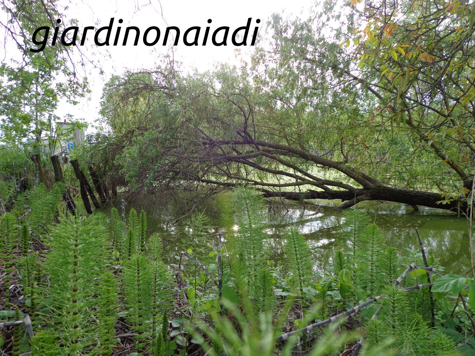 Il giardino delle Naiadi C'ERA UNA VOLTA....IL BOSCO IGROFILO